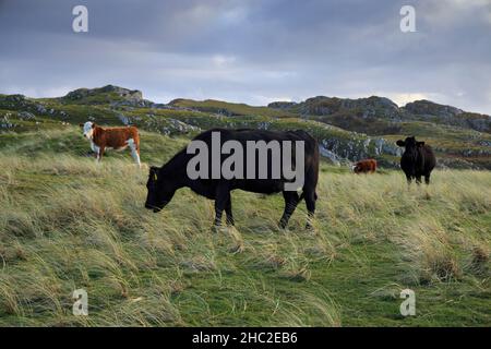 Bétail broutant à Kncockvologan, île de Mull. Banque D'Images