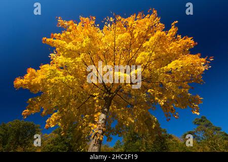 Couleur d'automne, érable de Norvège, (Acer platanoides), couronne d'arbre, octobre,Basse-Saxe, Allemagne Banque D'Images