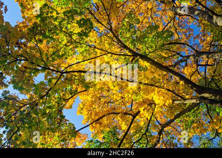 Couleur d'automne, érable de Norvège, (Acer platanoides), structure de branche et feuilles, octobre, Basse-Saxe, Allemagne Banque D'Images