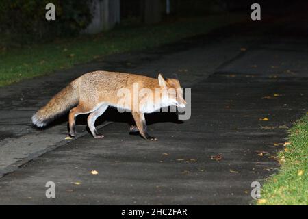 European Red Fox, (Vulpus vulpus), route de passage dans le village la nuit, Basse-Saxe, Allemagne Banque D'Images