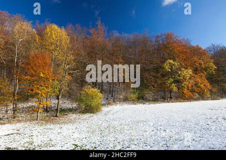 Couleur d'automne, arbres couverts de neige tôt en octobre, Hessen, Allemagne Banque D'Images