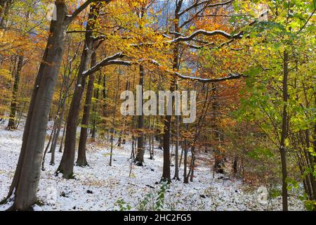 Couleur d'automne, Beech Trees (Fagus sylvatica), recouvert de neige au début du mois d'octobre, Hesse, Allemagne Banque D'Images