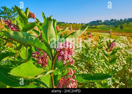 L'herbe à soie (l'herbe à lait, la fleur de papillon) plante avec de petites fleurs roses et une abeille dans le pré Banque D'Images