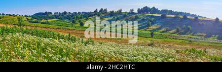 Panorama de la belle prairie sur la colline douce avec de hautes herbes vertes et fleurs de petit champ de camomille, balançant sur le vent Banque D'Images