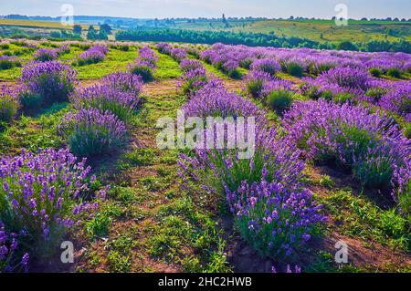 Profitez de la promenade parmi les plantes de lavande lumineuses, en fleurs dans le champ Banque D'Images