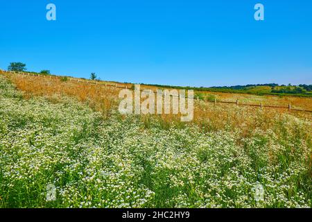 Fleurs de camomille et hautes herbes, balançant sur le vent sur la prairie vallonnée contre la clôture en bois en arrière-plan Banque D'Images