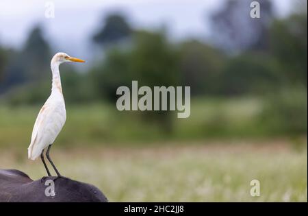 Egret de bétail (Bubulcus ibis) assis dans le sol. Banque D'Images