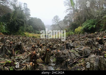 La mort de feuilles de la manucata géante Gunnera dans les jardins de Trebah, dans les Cornouailles, à côté de South West Coastal Path. Banque D'Images