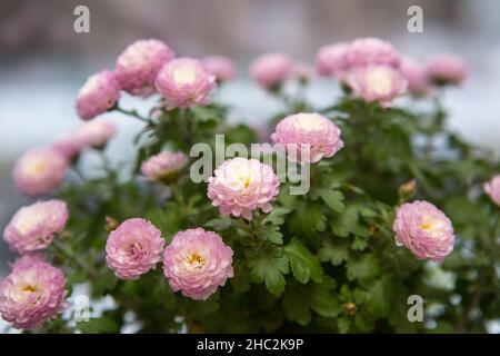 Pink Pot Maman Ping pong Ju , un petit chrysanthème sphérique. Son langage floral a le sens de la collection, bonne chance, et apporter plein de bien Banque D'Images