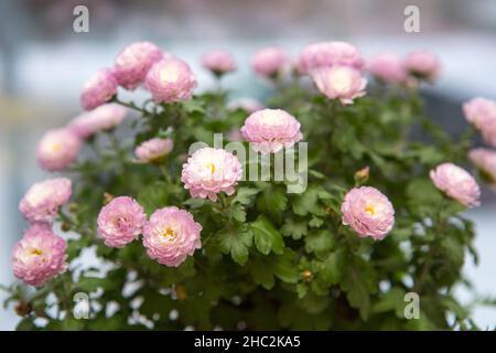 Pink Pot Maman Ping pong Ju , un petit chrysanthème sphérique. Son langage floral a le sens de la collection, bonne chance, et apporter plein de bien Banque D'Images