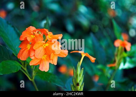 Fleur de Firecracker (Crossandra infundibuliformis), Minas Gerais, Brésil Banque D'Images