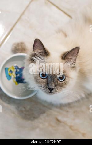 Un chat blanc en position accroupie avec un grand œil surpris Banque D'Images