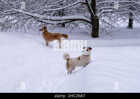 Un chien dans la neige.Hiver en Russie.Photo de haute qualité Banque D'Images