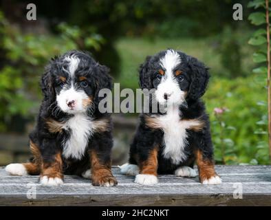 Deux mini bernedoodle Puppies assis sur un banc à l'extérieur avec fond vert Banque D'Images