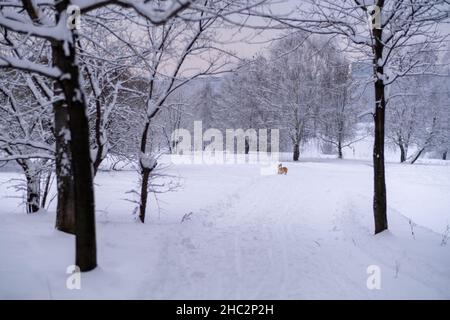 Un chien dans la neige.Hiver en Russie.Photo de haute qualité Banque D'Images