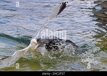 Goéland argenté européen (Larus argentatus) voler / attraper des poissons proies loin de l'embouchure du phoque gris (Halichoerus grypus) nageant en mer Banque D'Images