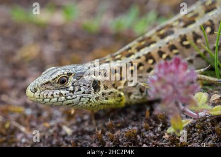 Lizard de sable (Lacerta agilis) gros plan de la femelle dans la lande en été Banque D'Images