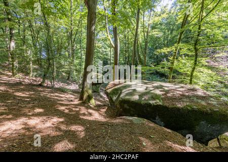 Flanc de colline avec formation de roche mossy, arbres verts abondants avec troncs minces, jour d'été ensoleillé sur le sentier Mullerthal, Luxembourg Banque D'Images