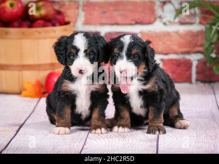 Deux chiots bernedoodle tricolores assis devant un mur de briques.Pommes dans le panier en arrière-plan. Banque D'Images