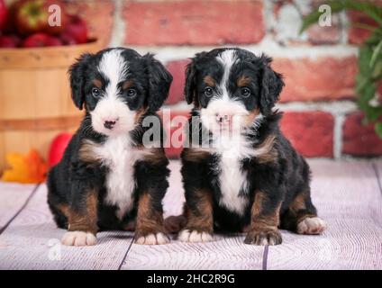 Deux chiots bernedoodle tricolores assis devant un mur de briques.Pommes dans le panier en arrière-plan. Banque D'Images