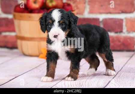 Marionnette bernedoodle tricolore debout devant un mur de briques.Pommes dans le panier en arrière-plan. Banque D'Images