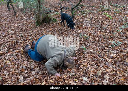 Un chasseur de truffes et une chasse aux chiens pour les délices dans les bois Chiltern de Buckinghamshire Banque D'Images