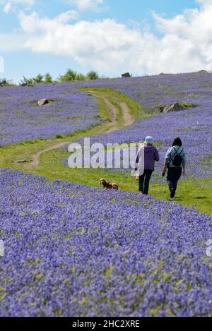 Royaume-Uni, Angleterre, Devonshire.Tapis Bluebell à Holwell Lawn, parc national de Dartmoor dans le pays de l'Ouest.Les champs se trouvent entre Hound Tor et Haytor Rocks. Banque D'Images