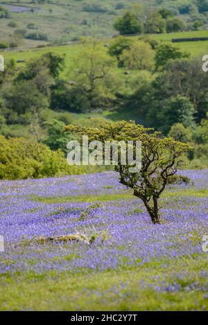 Royaume-Uni, Angleterre, Devonshire.Tapis Bluebell à Holwell Lawn, parc national de Dartmoor dans le pays de l'Ouest.Les champs se trouvent entre Hound Tor et Haytor Rocks. Banque D'Images