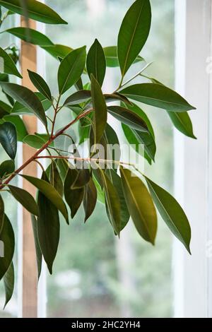 Feuilles et tiges de caoutchouc arbre maison sur un fond de fenêtre. Banque D'Images