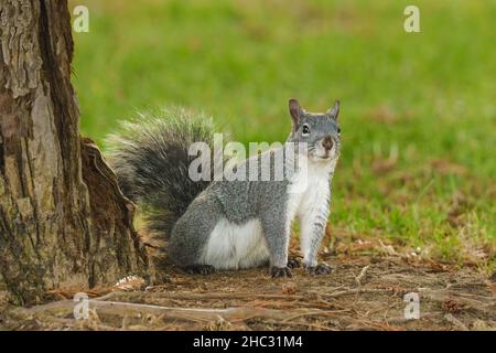 Écureuil mignon assis sur l'herbe sous l'arbre.Gros plan d'un écureuil au sol dans le parc de la ville par beau temps Banque D'Images