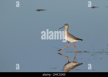 La queue rouge tachetée est souvent décrite comme un oiseau élégant qui, je crois, est mis en évidence dans ces images.En hiver, plumage migrant vers le sud. Banque D'Images