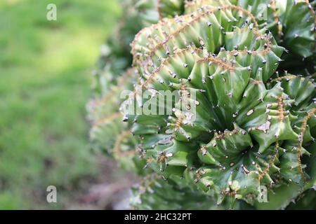 Lathé vert d'euphorbia. Magnifique cactus vert corail. Gros plan sur des plantes succulentes sur un arrière-plan flou. Spherte Euphorbia lactea cristata. Intéressant Banque D'Images