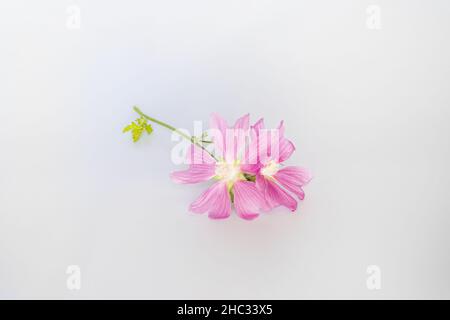 Malva alcea , grande mousche, mousquetée, mousche vervain ou mousqueliche de hollyhock fleurs fraîches récoltées dans le pré pour la préparation de la teinture Banque D'Images