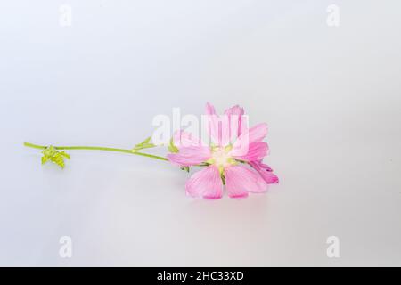 Malva alcea , grande mousche, mousquetée, mousche vervain ou mousqueliche de hollyhock fleurs fraîches récoltées dans le pré pour la préparation de la teinture Banque D'Images