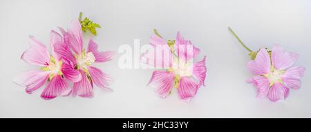 Malva alcea , grande mousche, mousquetée, mousche vervain ou mousqueliche de hollyhock fleurs fraîches récoltées dans le pré pour la préparation de la teinture Banque D'Images