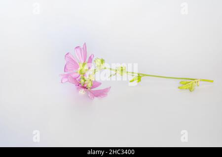 Malva alcea , grande mousche, mousquetée, mousche vervain ou mousqueliche de hollyhock fleurs fraîches récoltées dans le pré pour la préparation de la teinture Banque D'Images