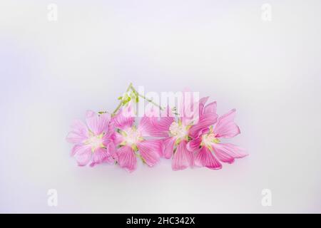 Malva alcea , grande mousche, mousquetée, mousche vervain ou mousqueliche de hollyhock fleurs fraîches récoltées dans le pré pour la préparation de la teinture Banque D'Images