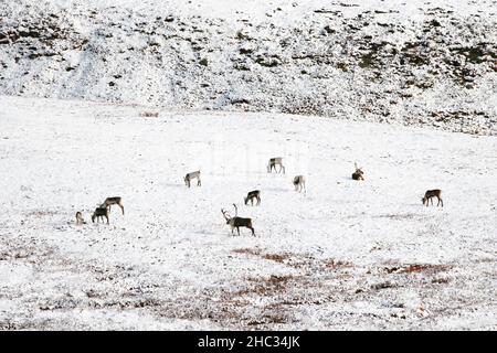 Troupeau de caribous près du centre d'accueil d'Eielson, dans le parc national Denali, en Alaska Banque D'Images