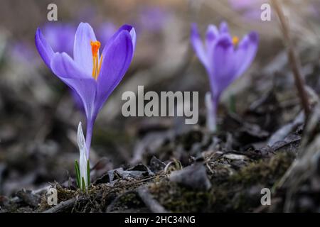 Iris pourpre et jaune sauvage (Crocus heuffelianus discolor) fleur qui pousse à l'ombre, herbe sèche et feuilles autour Banque D'Images