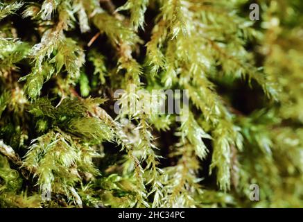 Mousse verte fine qui pousse dans la forêt, gros plan macro-détail Banque D'Images