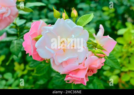 Roses roses.Un bouquet de roses.Gros plan.Mise au point sélective. Banque D'Images