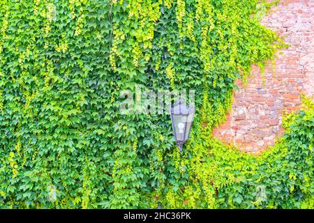 Ivy sur un vieux taureau.Paysage urbain romantique avec éclairage classique. Banque D'Images