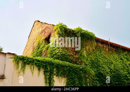 Ivy sur un vieux taureau.Paysage urbain romantique Banque D'Images