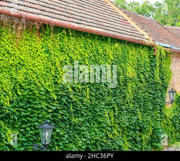 Ivy sur un vieux taureau. Paysage urbain romantique. Banque D'Images