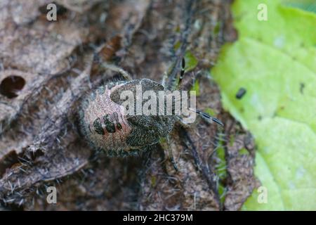 Gros plan sur un stade de nymphe poilu de la bouée, Dolycoris baccarum, se cachant dans une feuille d'ortie brune séchée dans le jardin Banque D'Images