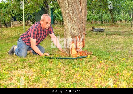 Homme coupant un vieux arbre sur son immense jardin par scie à main pendant la saison d'été, concept de jardinage .Homme d'âge moyen coupant un arbre fruitier.Homme mature Banque D'Images