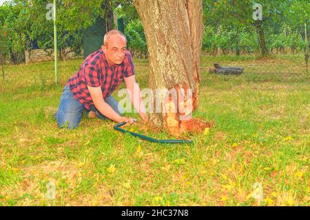 Homme coupant un vieux arbre sur son immense jardin par scie à main pendant la saison d'été, concept de jardinage .Homme d'âge moyen coupant un arbre fruitier.Homme mature Banque D'Images