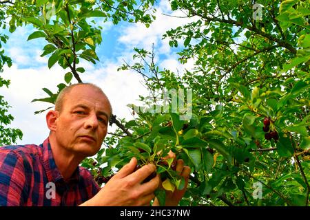 Homme cueillant des cerises acides dans un cerisier aigre.Homme mature qui récolte des cerises acides.Homme d'âge moyen, jardinier en été Banque D'Images