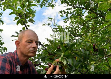 Homme cueillant des cerises acides dans un cerisier aigre.Homme mature qui récolte des cerises acides.Homme d'âge moyen, jardinier en été Banque D'Images