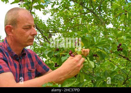 Homme cueillant des cerises acides dans un cerisier aigre.Homme mature qui récolte des cerises acides.Homme d'âge moyen, jardinier en été Banque D'Images